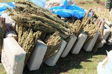 حجز أزيد من طن من “الكيف” داخل منزل مهجور بنواحي إنشادن بإقليم اشتوكة آيت باها