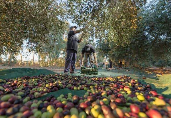 رغم أنها أكبر منتج بالعالم.. إسبانيا تضاعف شراء زيت الزيتون المغربي 90 مرة
