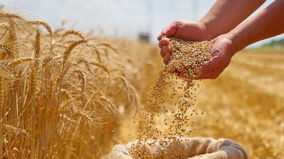 ارتفاع أسعار المواد الغذائية في غشت بسبب الجفاف والحروب